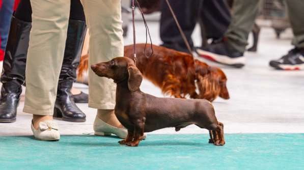 Вязка. Такса кобель кроличий в Москве
