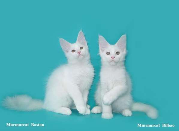 Мейн кун котята питомник Murmurcat Москва в Москве фото 3