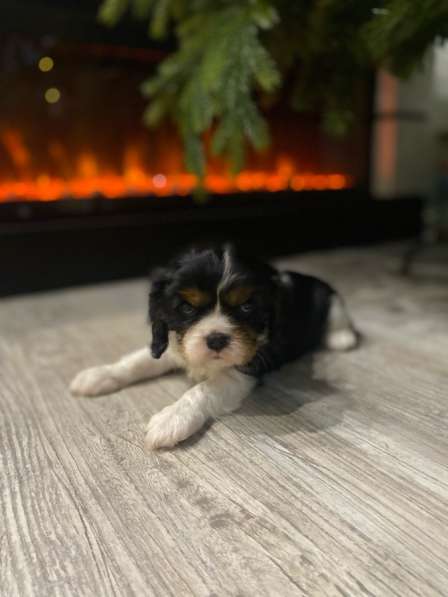 Щенки Кавалер Кинг Чарльз спаниель в Туле фото 6