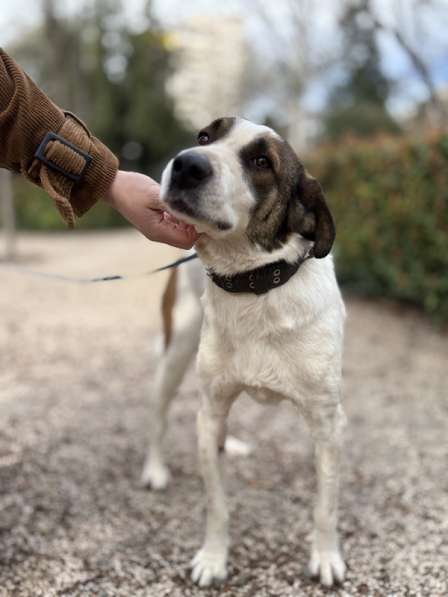 Невероятная собака Азик в самые добрые руки в Москве фото 6