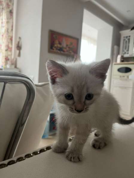 Котята полукровки с турецкой ангорой в Звенигороде фото 4