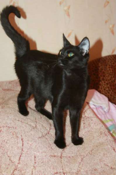 Отдам даром Багира в Санкт-Петербурге фото 4