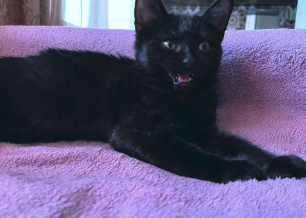 Котята бесплатно