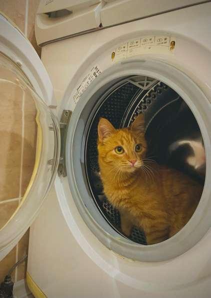 Отдам котика в добрые руки