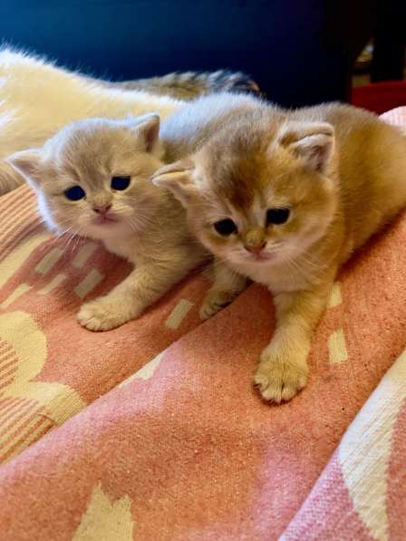 Золотая шиншилла скотиш страйт 20000р