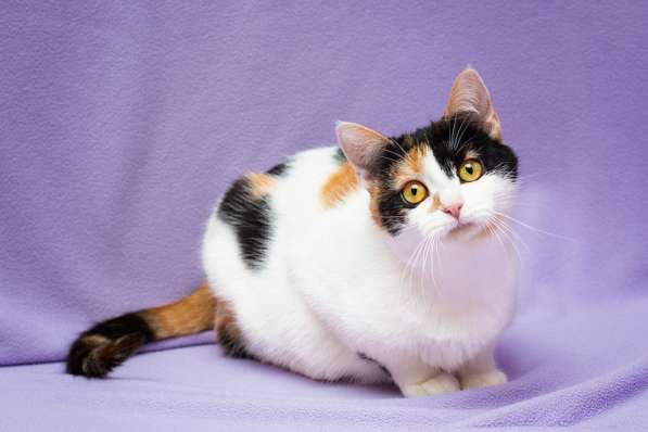 Яркий трехцветный котёнок Варя в дар в Москве фото 6