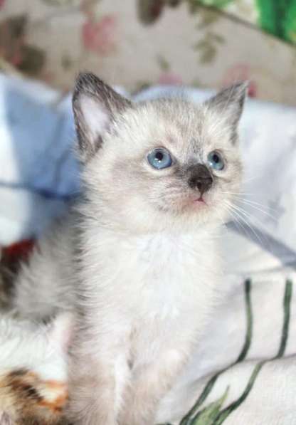 Котята в дар