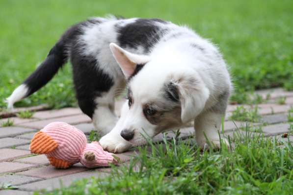 Вельш корги кардиган-мальчик в Москве фото 3