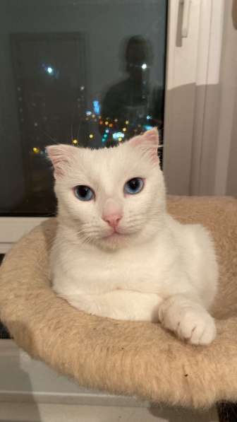 Белый ангел Поэзия в добрые руки в Москве