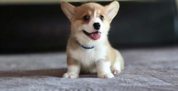 Щенки вельш-корги пемброк в Джанкое фото 5