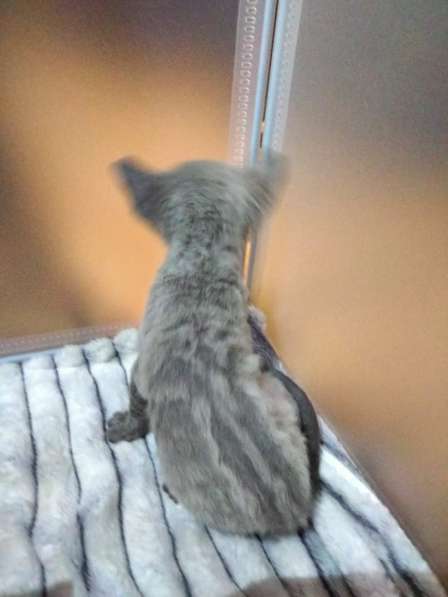 Котята породы Корниш-рекс редких окрасов в Астрахани фото 5