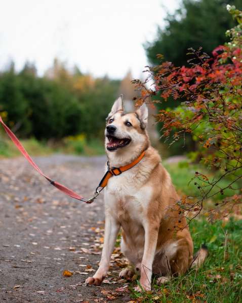 Красивый активный пёс Маффин ищет дом в Санкт-Петербурге фото 5