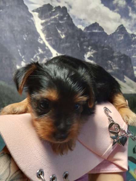 Продажа щенков Йорка в Москве фото 3
