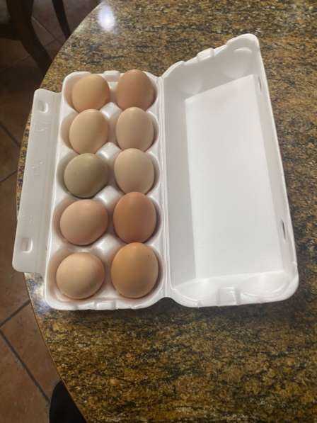 Яйца инкубационные породы Кучинская