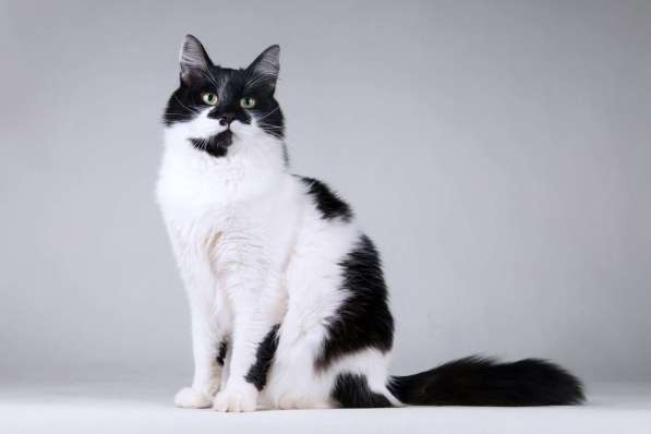 Большой добрый кот по имени Мальчик в Москве фото 5