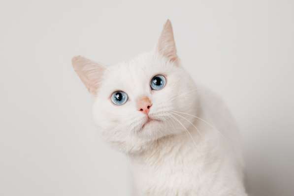 Белый синеглазый кот Топаз в добрые руки в Москве фото 6