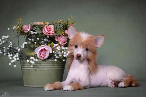 Голая девочка КХС в Москве фото 4