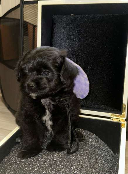 Мальтипу в Санкт-Петербурге фото 4