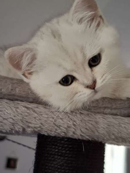 Британский короткошерстный котик в фото 18