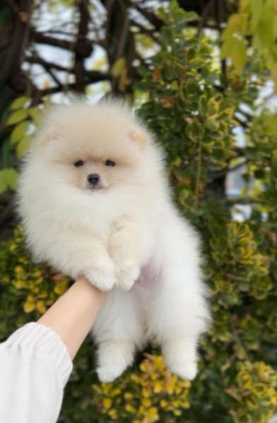 Померанский шпиц щенок в Москве фото 4