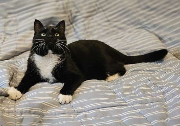 Очаровательная кошка Соня в дар в фото 5