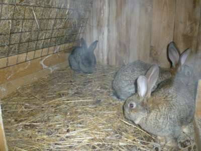 Крольчат породы Фландр в Кемерове фото 3