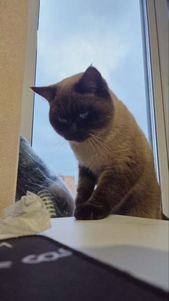 Британский котенок в Санкт-Петербурге