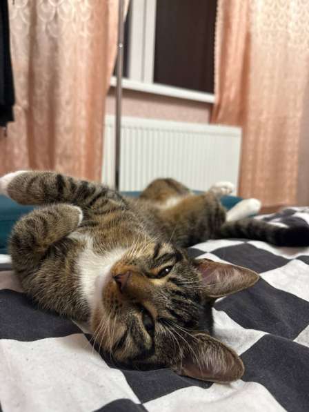 Кот - в добрые руки в Калининграде фото 8