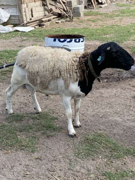 Дорпер Калинградский в Кизилюрте