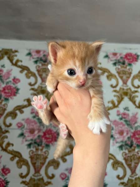 Котята в добрые руки? в Новосибирске фото 6