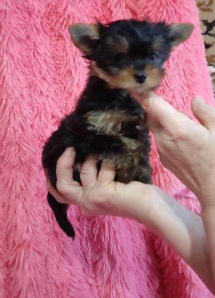 Yorkshire terrier. Mini girl's
