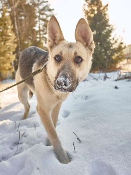 Веста ищет дом! в Москве фото 6