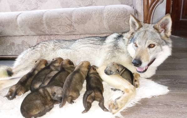 Щенок. Овчарка. Чехословацкий влчак в Москве фото 3