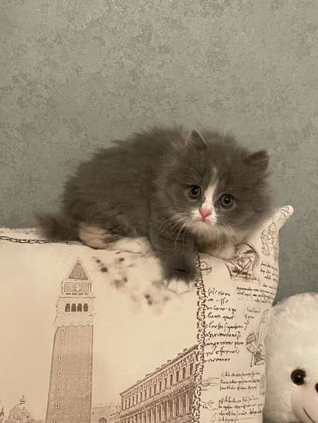 Шотландские котята в Ростове-на-Дону