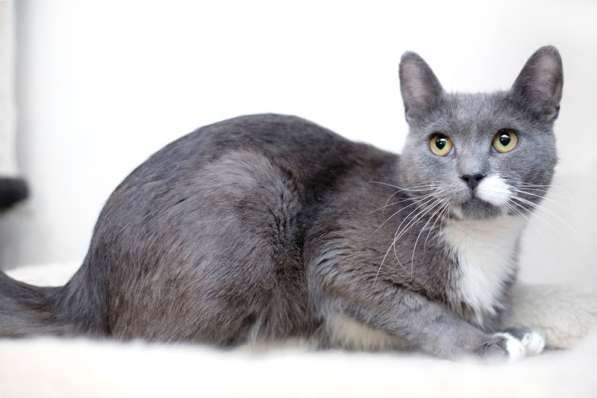 Русский голубой ласковый кот Амур в дар