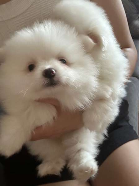 Померанский шпиц