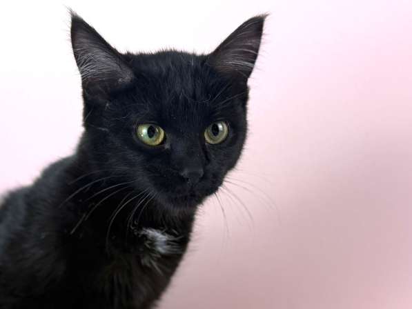 Котенок Тося, 6 месяца в добрые руки в Москве фото 6