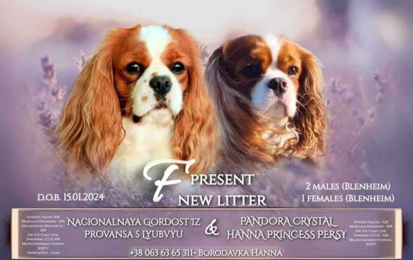 Малыши Cavalier King Charles в 