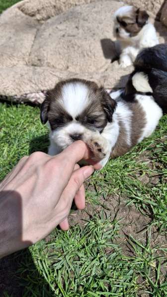 Чистокровные щенки Ши-Тцу в фото 11
