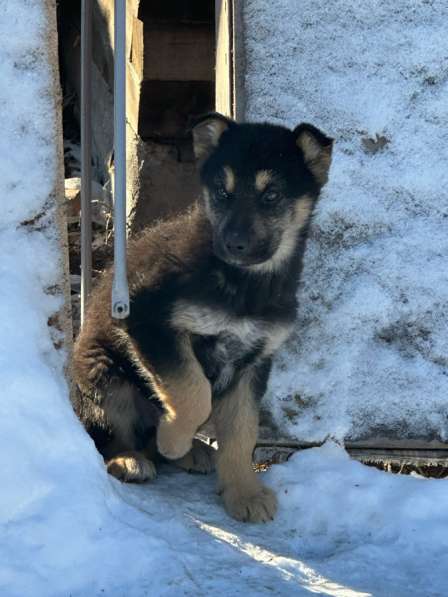 Щенки в добрые руки в Искитиме фото 3