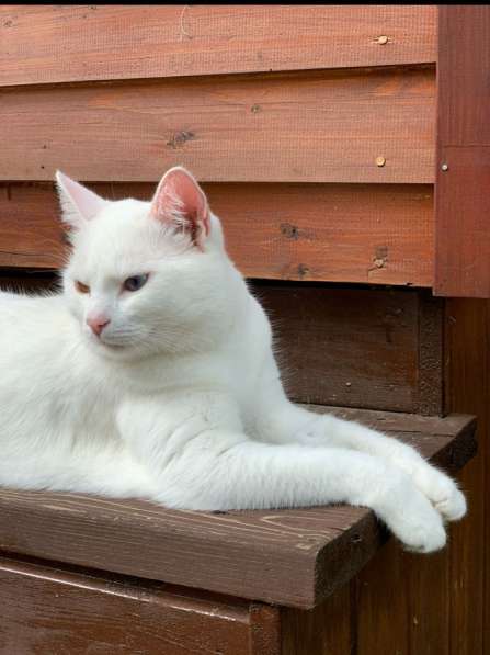 Кошка, в добрые руки в Москве фото 3