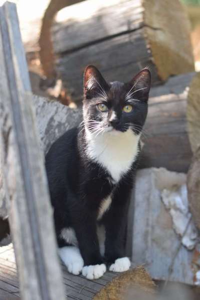 Обаятельный котенок Кузьма в добрые руки! в Москве фото 4