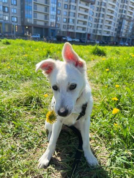 Невероятно красивый белый щенок в Санкт-Петербурге фото 3