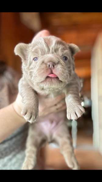 Французкий бульдог флаффи