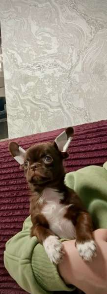 Щенок чихуахуа в Москве