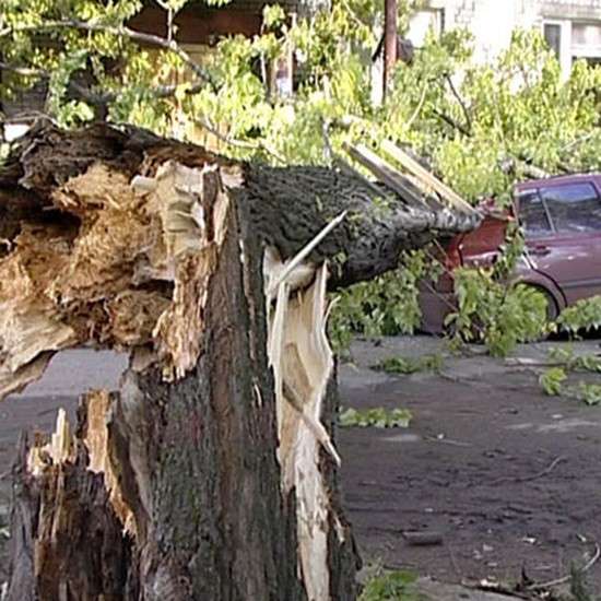 Услуги юриста при падении дерева на автомобиль в Красноярске