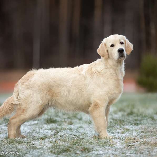 Щенки золотистого ретривера