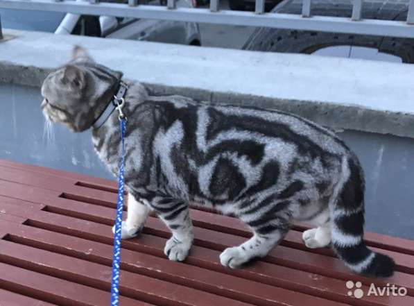 Кот на вязку-1500 котята от 2000