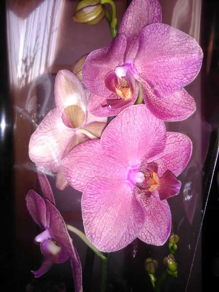 Орхидеи фаленопсисы в 