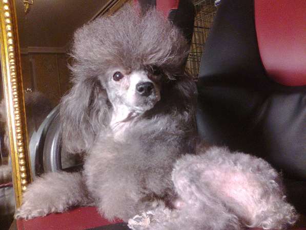 Девочка той-пуделя серебристого окраса в Москве